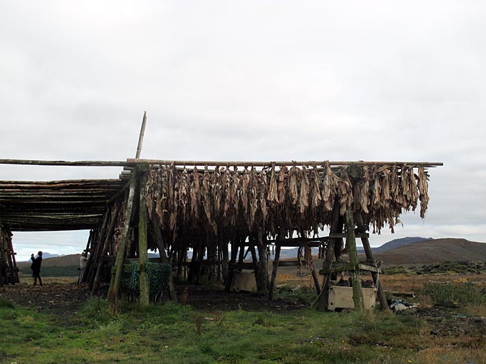 Reykjavík. Fisch, Kleifarvatn und weiteres. - Für das Trocknen von Fisch. II. (25.09.2012)