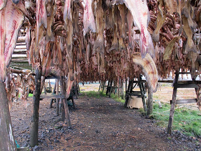 Reykjavík. Fish, Kleifarvatn and more. - For drying fish. III. (25 September 2012)