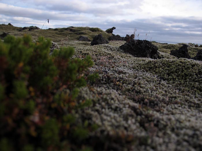 Reykjavík. Fisch, Kleifarvatn und weiteres. - Moos. I. (25.09.2012)