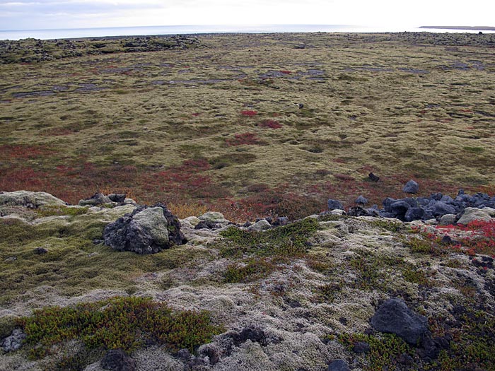 Reykjavík. Fisch, Kleifarvatn und weiteres. - Moos. III. (25.09.2012)