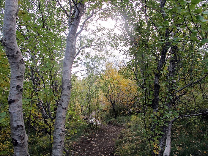 Reykjavík. Golden Circle, but different. - <a href='http://en.wikipedia.org/wiki/ingvellir' target='_blank' class='linksnormal'>Þingvellir</a>. Trees and autumn colors. I. (26 September 2012)