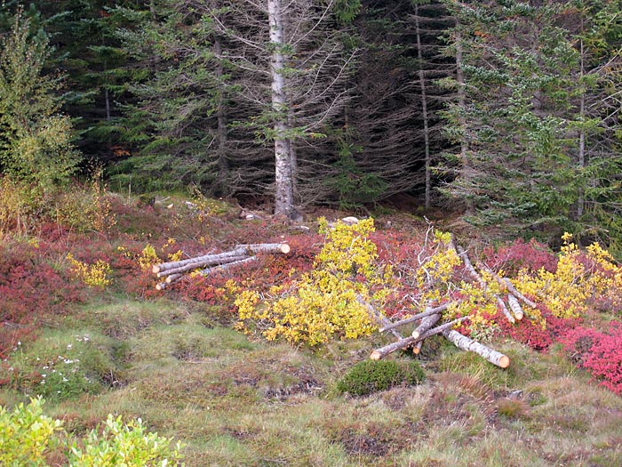 Reykjavík. Golden Circle, etwas anders. - <a href='http://de.wikipedia.org/wiki/ingvellir' target='_blank' class='linksnormal'>Þingvellir</a>. Wald und Herbstfarben. II. (26.09.2012)