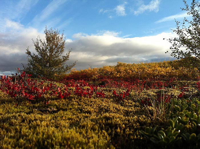 Reykjavík. Golden Circle, etwas anders. - <a href='http://de.wikipedia.org/wiki/ingvellir' target='_blank' class='linksnormal'>Þingvellir</a>. Wald und Herbstfarben. III. (26.09.2012)