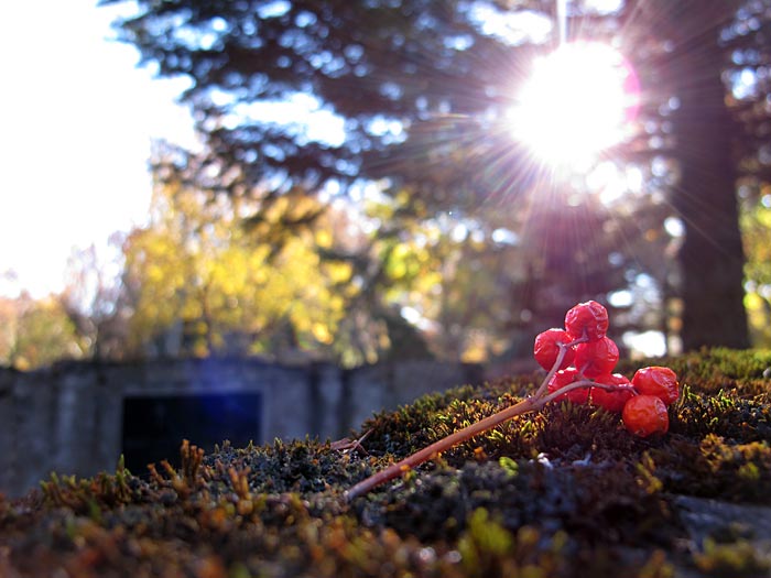 Reykjavík. Friedhof 'Hólavallagarður' im Herbst. - Nachdenken ... IV. (Weitere Bilder des Friedhofes <a href='http://www.claus-in-island.de/12-03/b4911.php' target='_blank' class='linksnormal'>hier</a>, aufgenommen im März 2012). (04.10.2012)