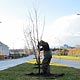 11 October 2012 – Reykjavík. Planting trees. (4 pictures)