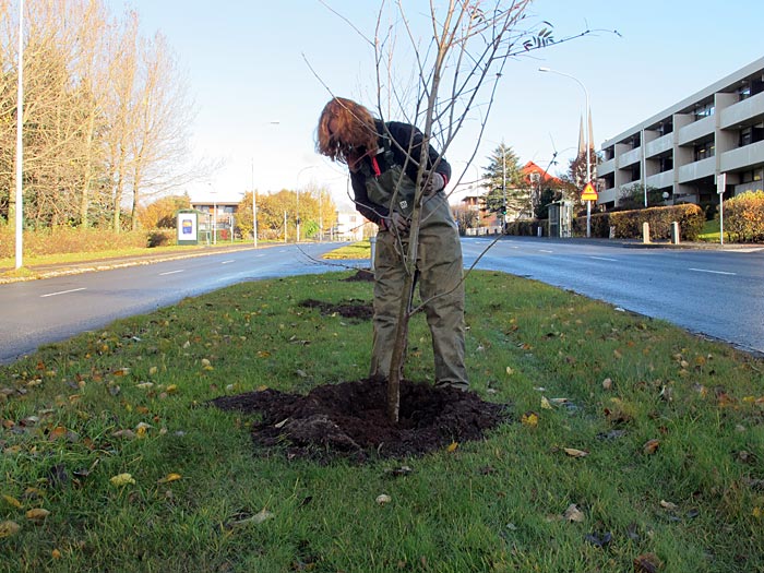 Reykjavík. Planting trees. - :-). (11 October 2012)