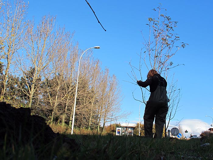 Reykjavík. Planting trees. - :-). (11 October 2012)