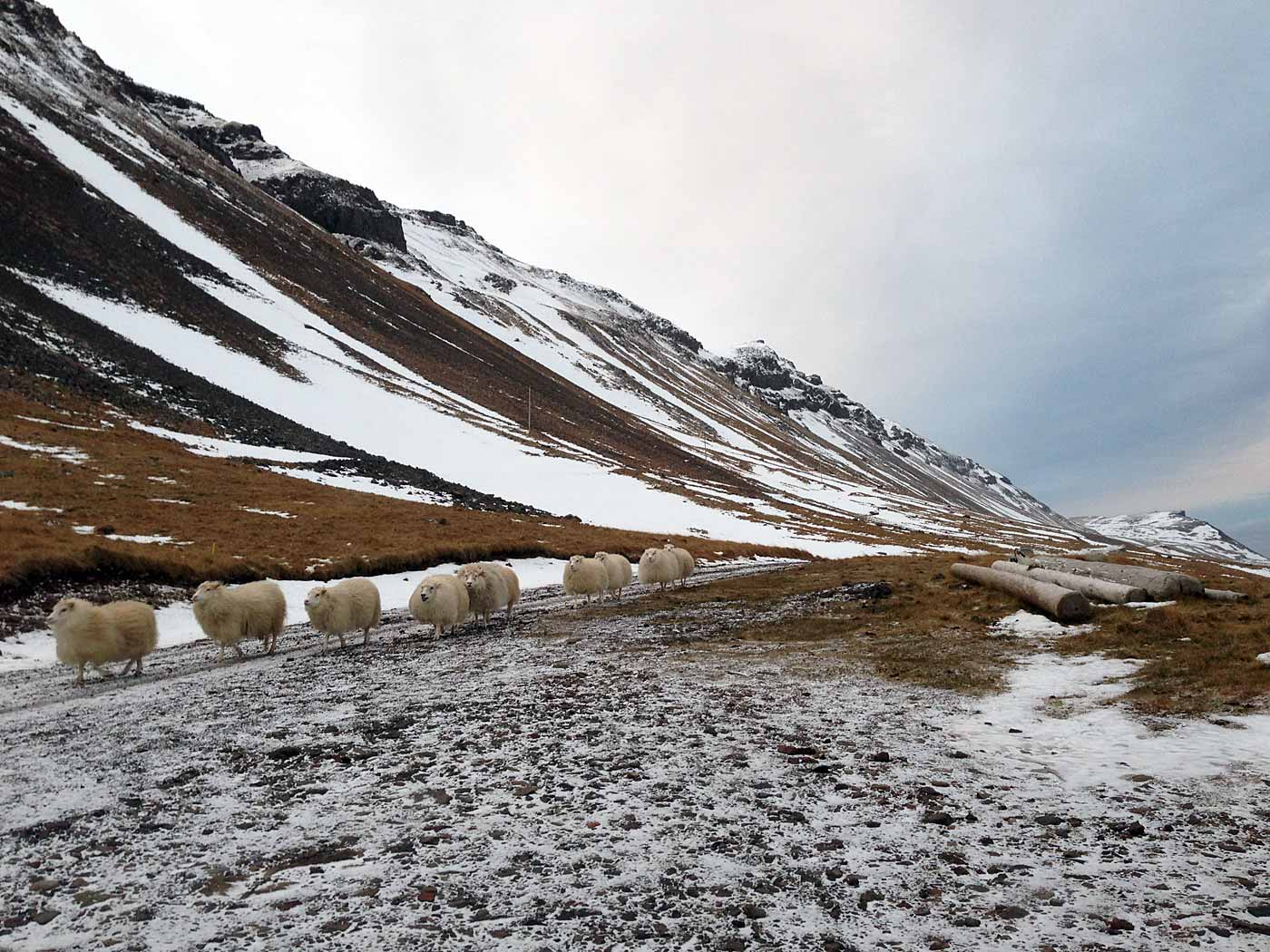 Djúpavík. ... to be not in Reykjavík. I. - Last sheep get gathered together. (1 December 2012)