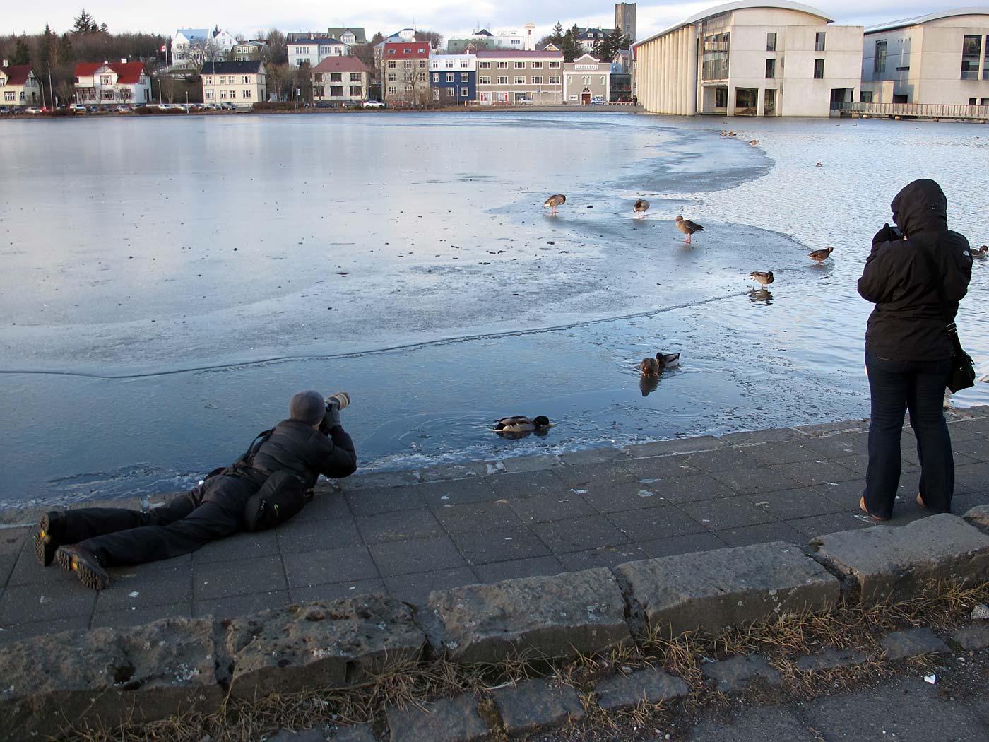 Reykjavík. Miscellaneous LIII. - Tjörnin lake. (6 till 31 January 2013)