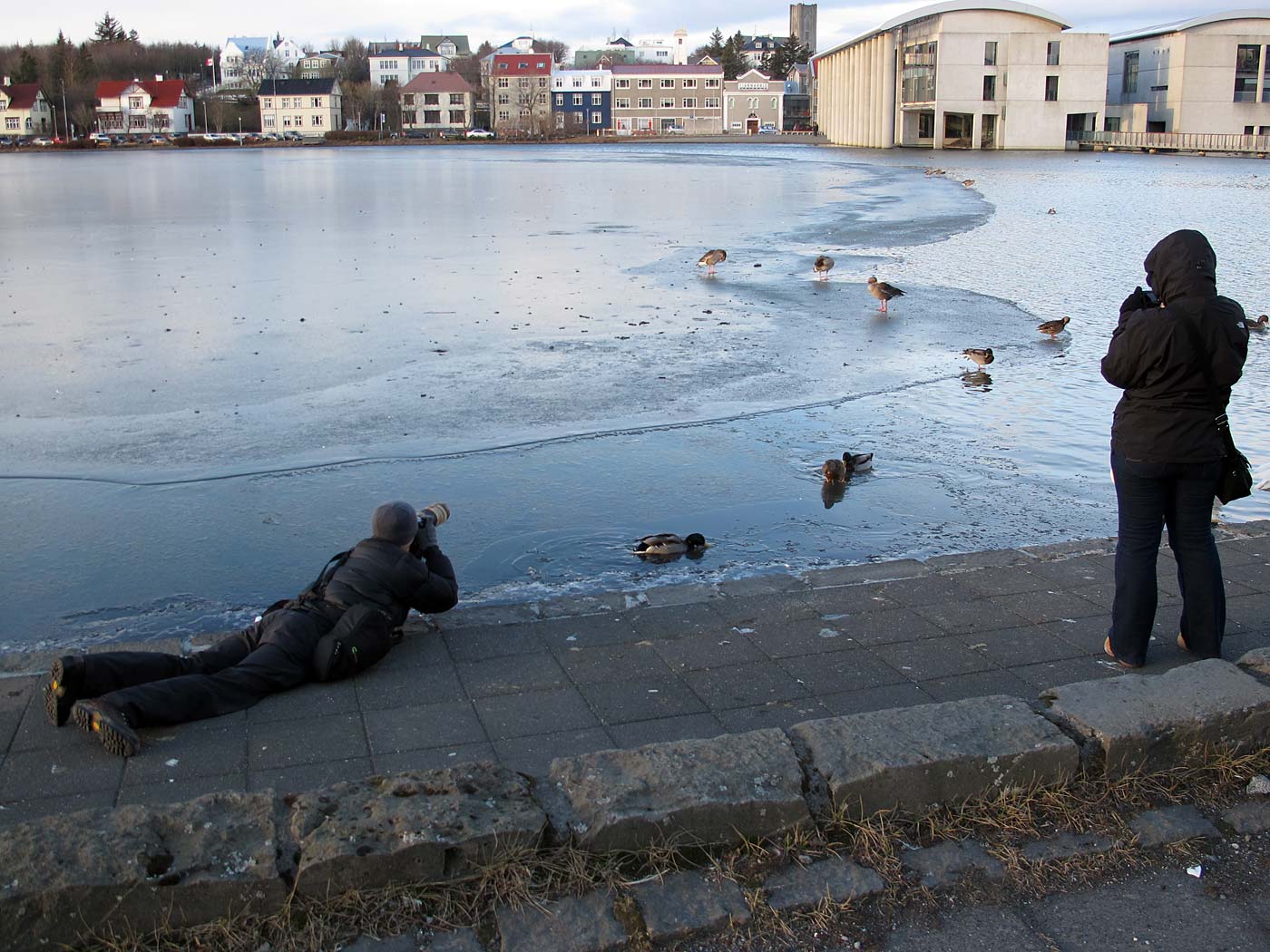 Reykjavík. Verschiedenes LIII. - Stadtsee Tjörnin. (06. bis 31.01.2013)