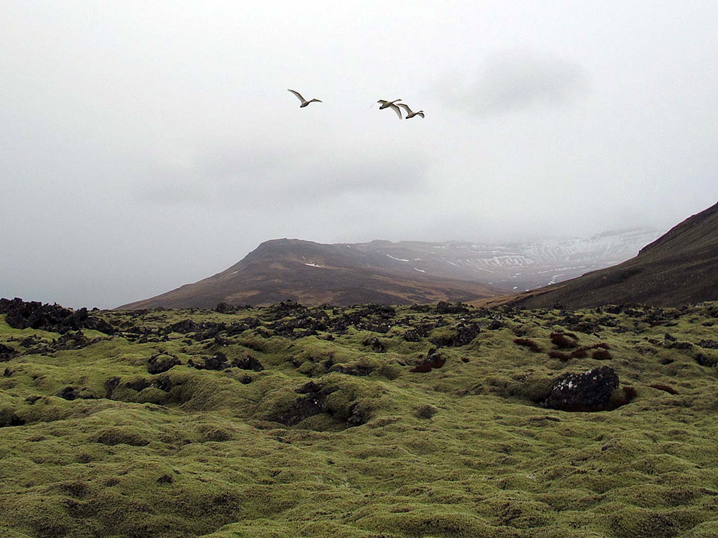 Snæfellsnes. Ausflug 1. Etwas Snæfellsnes. Viel Rot und Grün. - Zwischen Rauðhálsahraun und Gullborgarhraun. III. (02.03.2013)