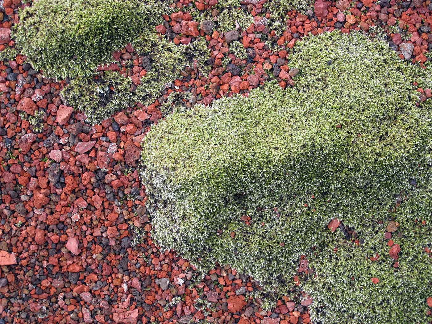 Snæfellsnes. Day trip 1. Some Snæfellsnes. A lot of red and green. - Between Rauðhálsahraun and Gullborgarhraun. VI. (2 March 2013)