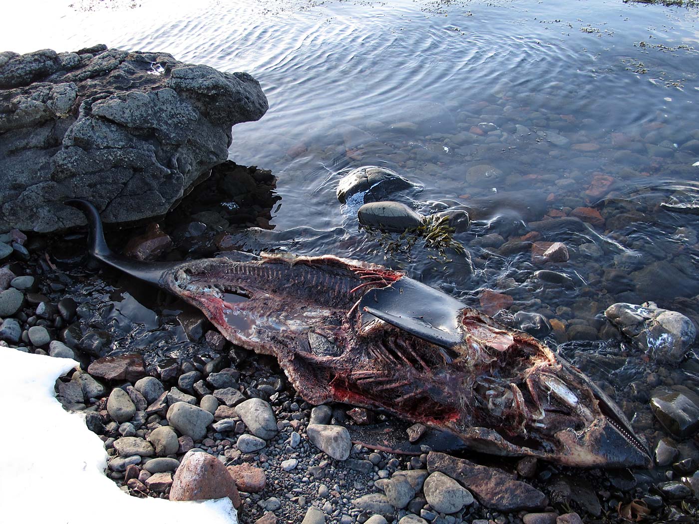 Djúpavík. Three days in Djúpavík. Saturday. - Carcass of a dolphin. (20 April 2013)