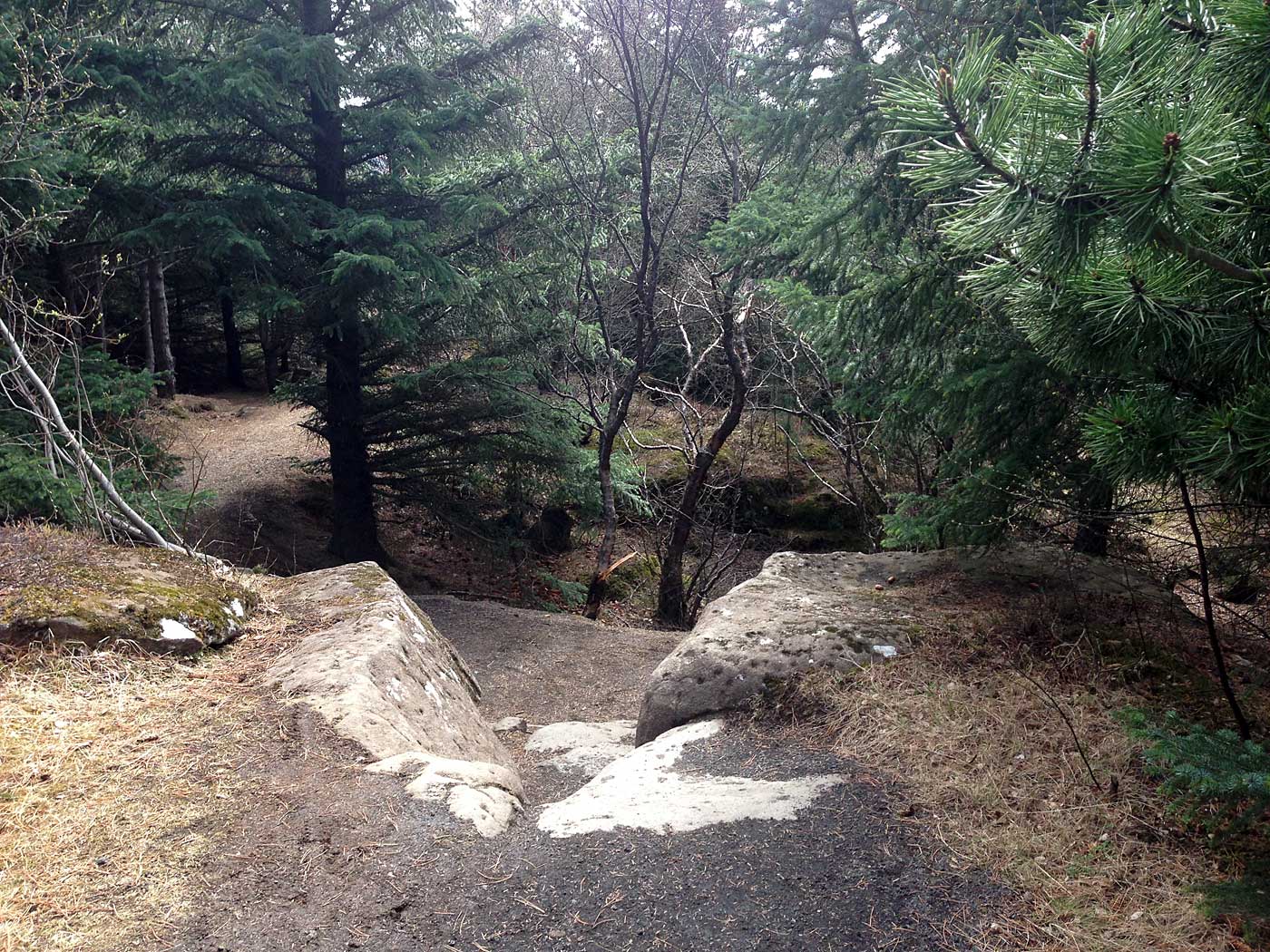 Reykjavík. Ein Wald ist ein Wald ein Wald mit Bäumen. - Der Wald um Perlan herum (Öskjuhlíð). II. (09.05.2013)