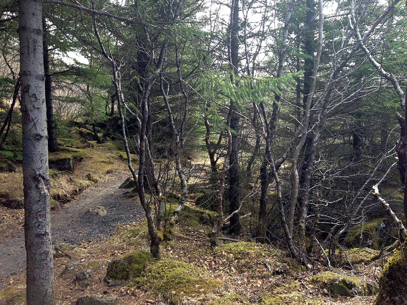 Reykjavík. A forest is a forest is a forest with trees. - The forest around Perlan (Öskjuhlíð). IV. (9 May 2013)