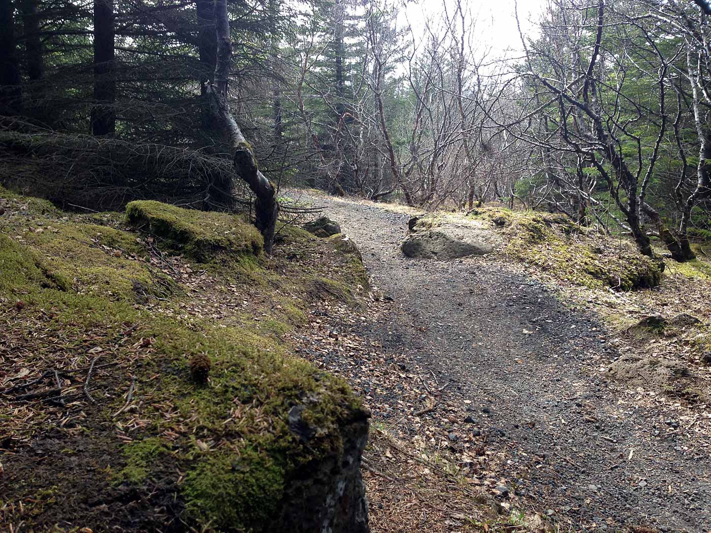 Reykjavík. Ein Wald ist ein Wald ein Wald mit Bäumen. - Der Wald um Perlan herum (Öskjuhlíð). V. (09.05.2013)