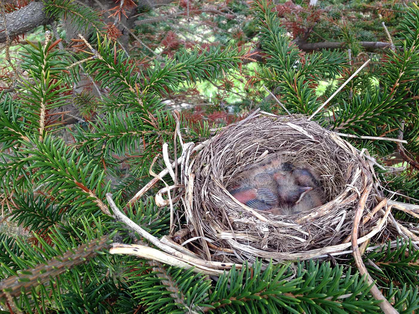 Djúpavík. Verschiedenes LVI. - Nachwuchs in Djúpavík - in einem der zwei Bäume im Garten vor dem Hotel. (01. bis 09.06.2013)