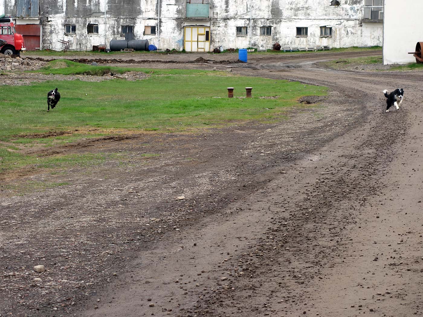 Djúpavík. Miscellaneous LVII. - Freyja (right) running together with another dog ;-). (10 till 16 June 2013)