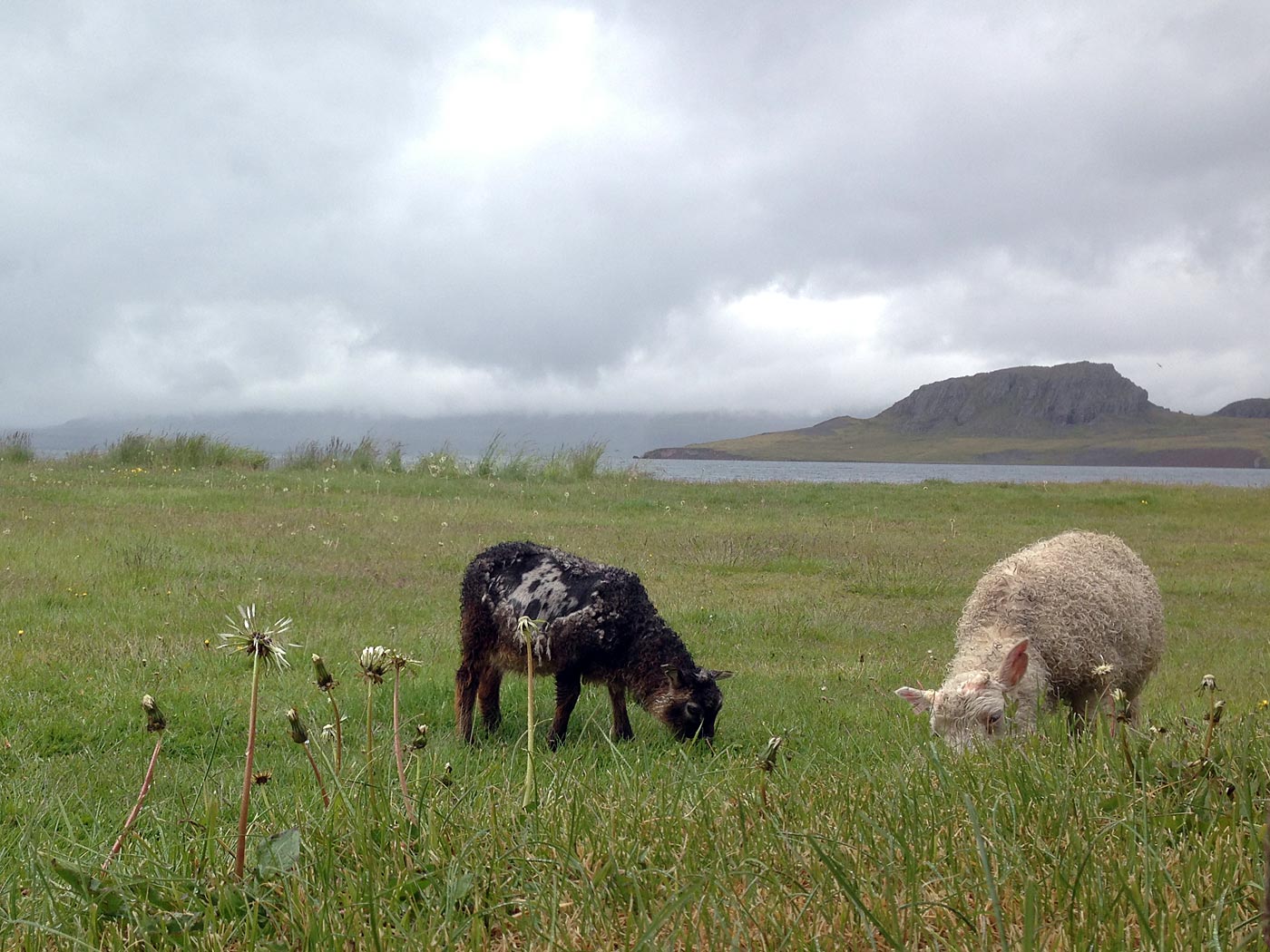 Around Iceland. Day III. Eskifjöður - Borgarfjörður eystri. - 'Housemates' of the guesthose ... (4 July 2013)