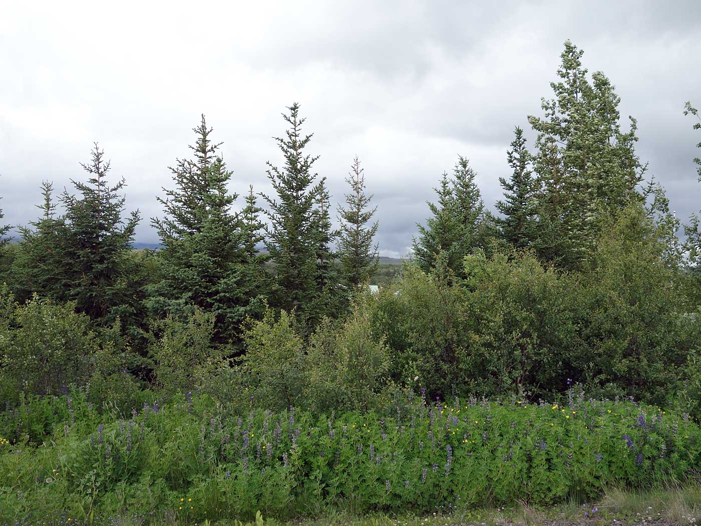 Rund um Island. Tag III. Eskifjörður - Borgarfjörður eystri. - Wald und Bäume. (Hmmm, muss das sein?) (04.07.2013)