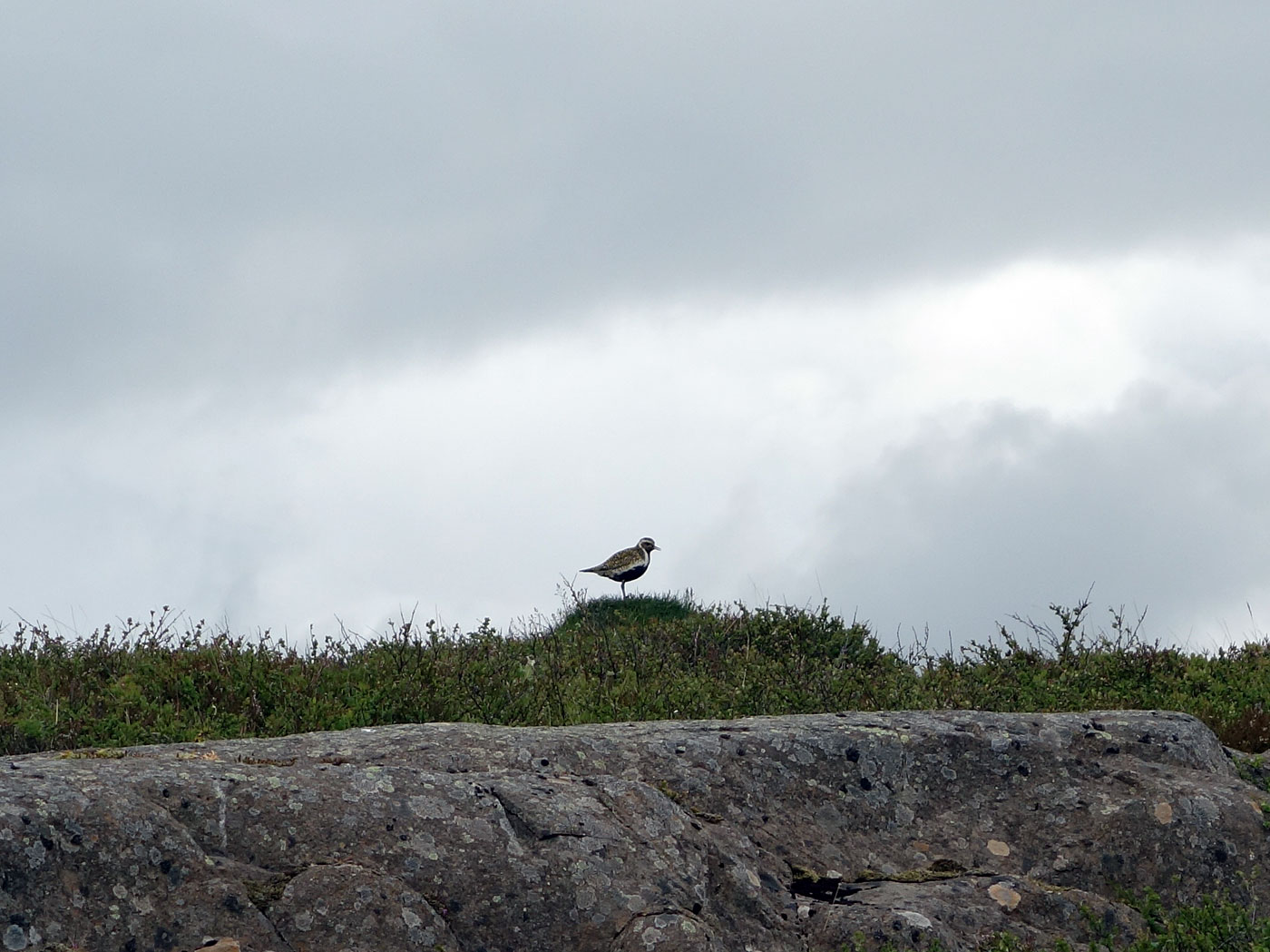 Around Iceland. Day III. Eskifjöður - Borgarfjörður eystri. - Golden Plover bird or Lóa (icelandic) - <a href='http://en.wikipedia.org/wiki/European_Golden_Plover' target='_blank' class='linksnormal'>more about this bird</a>. (4 July 2013)