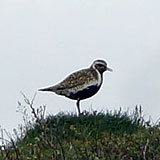 04.07.2013 – Rund um Island. Tag III. Eskifjörður - Borgarfjörður eystri. (14 Bilder)