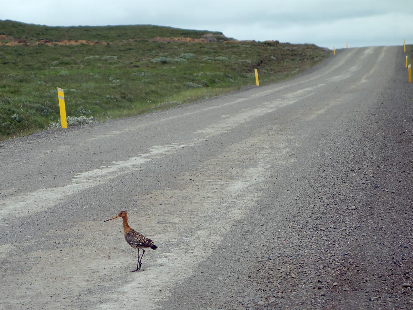 Around Iceland. Day III. Eskifjöður - Borgarfjörður eystri. - Another bird. (4 July 2013)