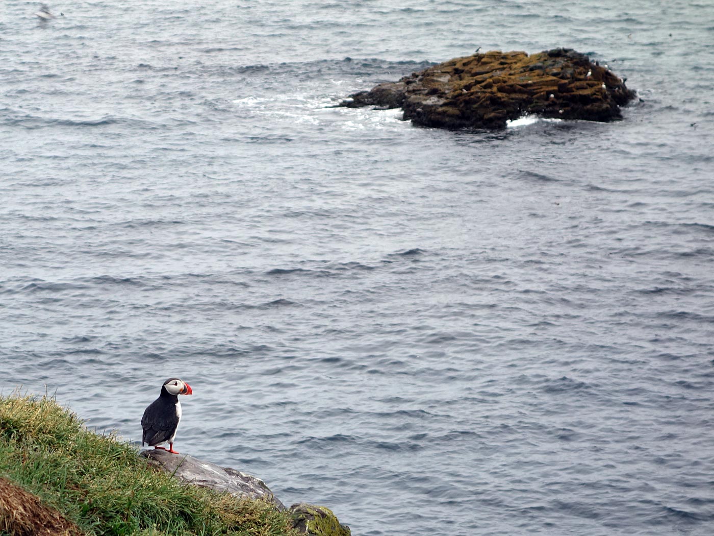 Around Iceland. Day III. Eskifjöður - Borgarfjörður eystri. - For the first time ever I saw a colony of <a href='http://en.wikipedia.org/wiki/Atlantic_Puffin' target='_blank' class='linksnormal'>Puffins</a> :-) - after being a few years here in Iceland! Oh, of course many more puffins were here. (4 July 2013)