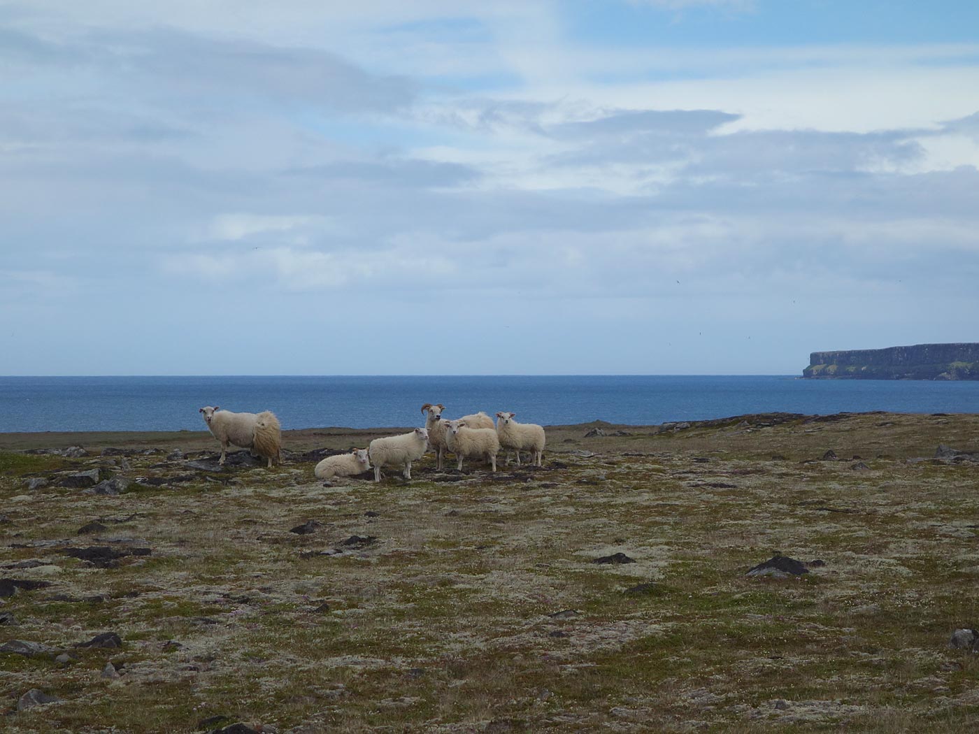 Rund um Island. Tag V. Nur Langanes. - Wandern heute. VII. Lebende (wache) Schafe gab es aber auch. (06.07.2013)