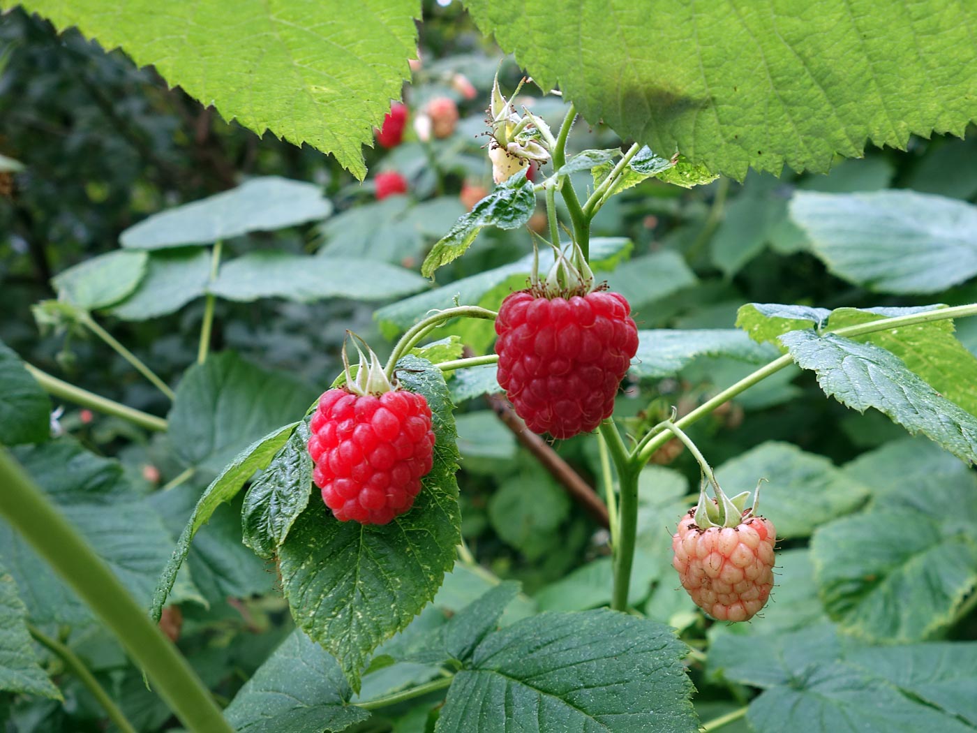 Djúpavík. Miscellaneous LX. - <a href='http://en.heydalur.is' target='_blank' class='linksnormal'>Heydalur</a>. ... raspberries - in the greenhouse where you also ... (8 till 14 July 2013)