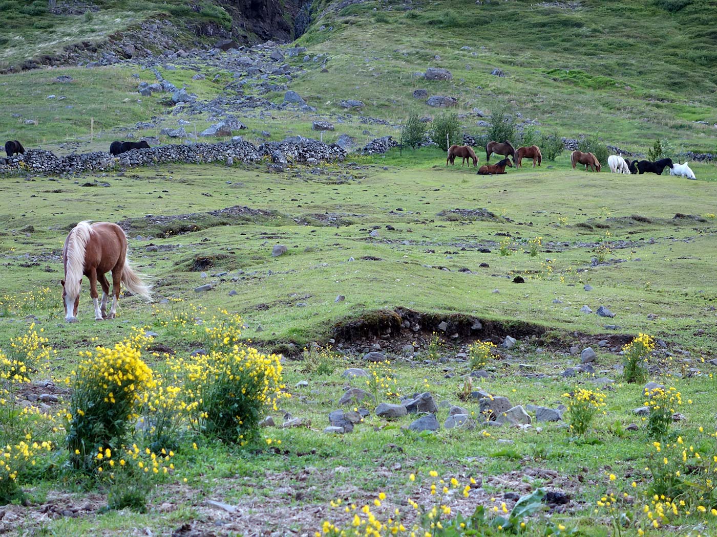 Djúpavík. Miscellaneous LX. - <a href='http://en.heydalur.is' target='_blank' class='linksnormal'>Heydalur</a>. (8 till 14 July 2013)
