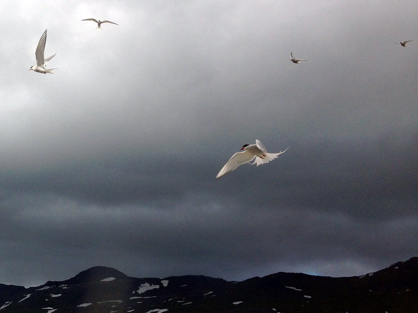 Djúpavík. Miscellaneous LXI. - Again ... Did I mention that I like these birds? Arctic tern (or Kría). (15 till 21 July 2013)