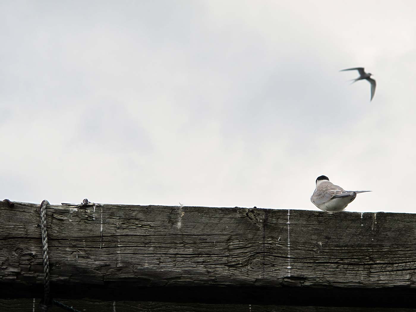 Djúpavík. A short trip by kayak. - Kría (Arctic tern). (9 August 2013)