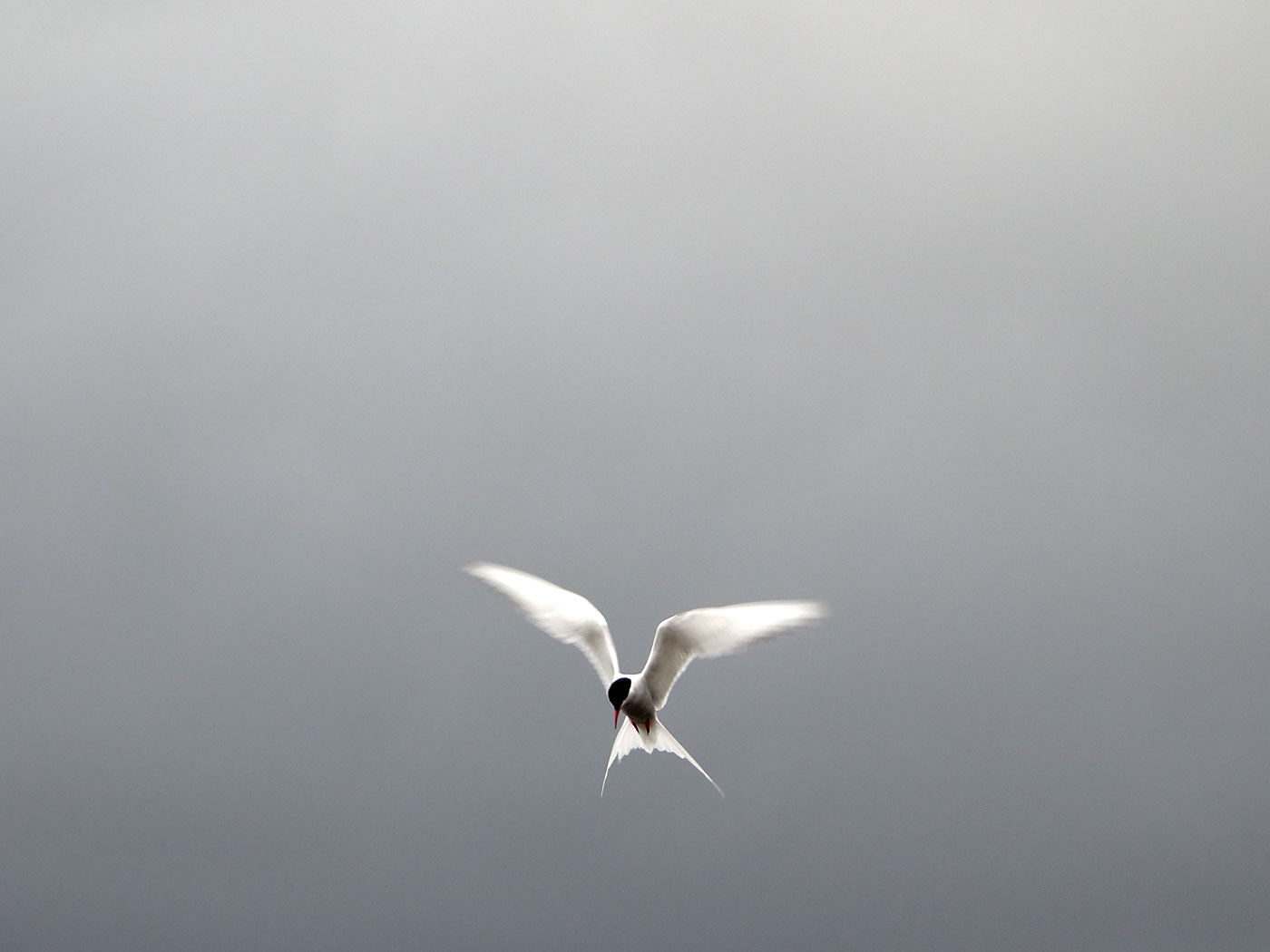 Djúpavík. Kría (Arctic tern). - I. (13 and 14 August 2013)