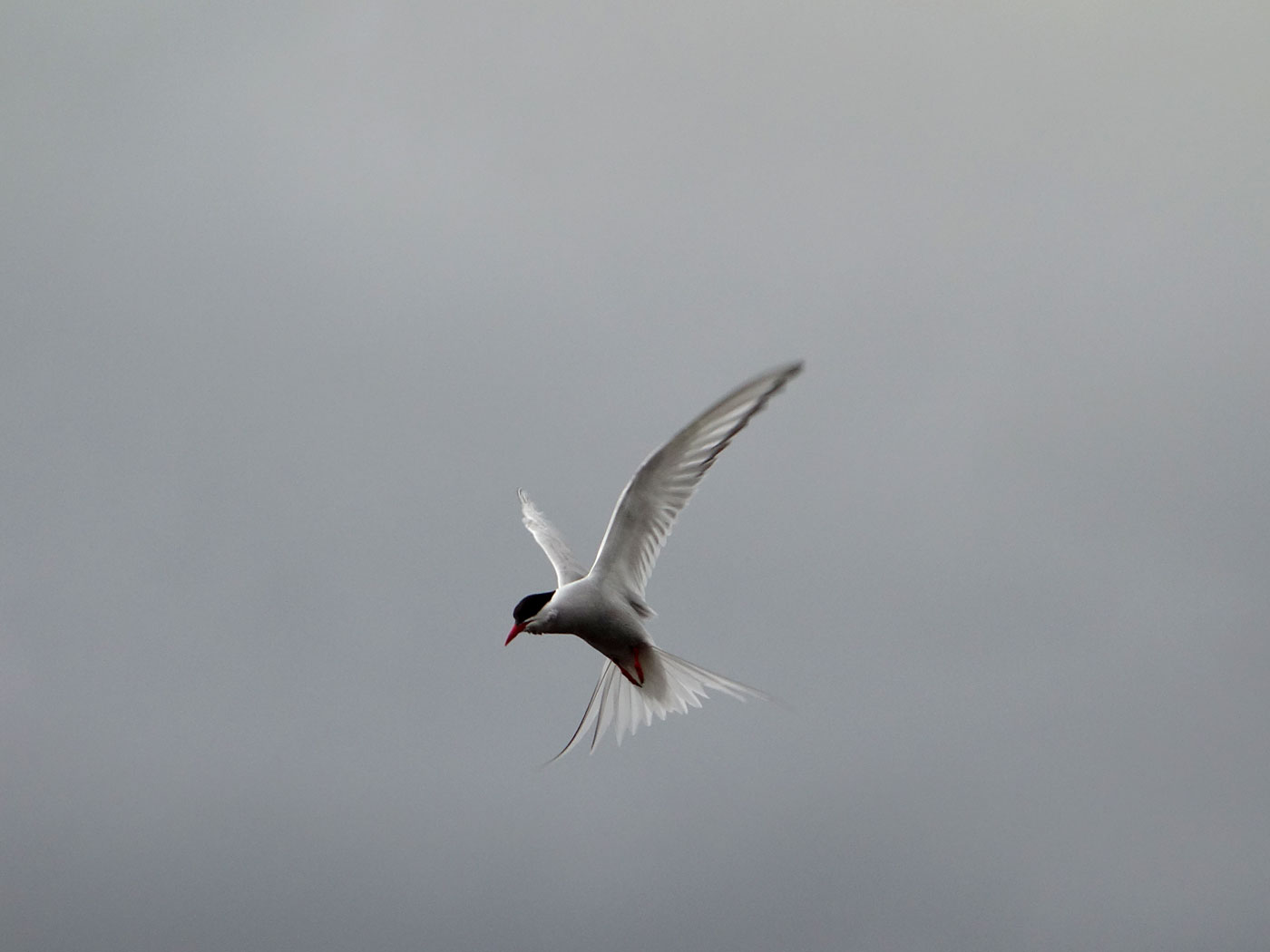 Djúpavík. Kría (Arctic tern). - II. (13 and 14 August 2013)