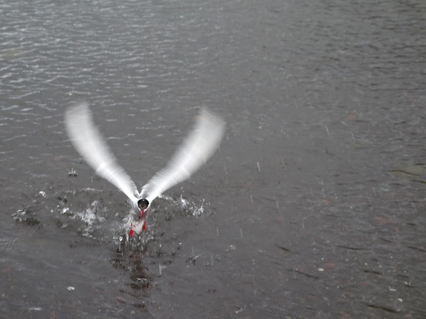 Djúpavík. Kría (Arctic tern). - IV. (13 and 14 August 2013)