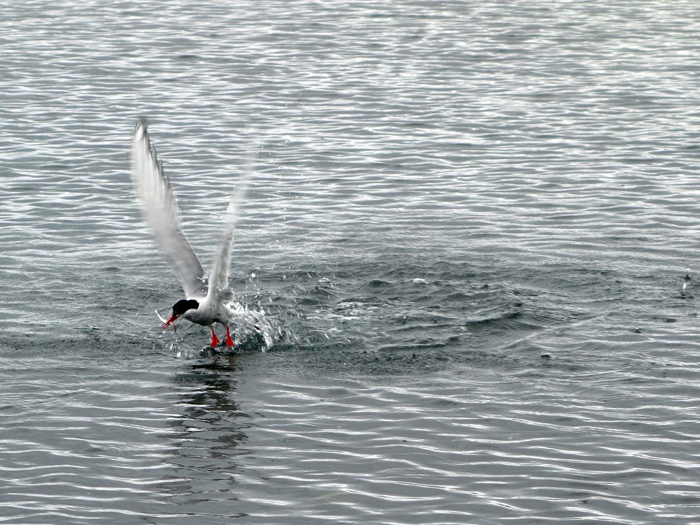 Djúpavík. Kría (Arctic tern). - V. (13 and 14 August 2013)