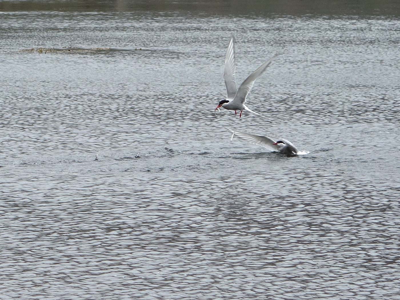 Djúpavík. Kría (Arctic tern). - VI. (13 and 14 August 2013)