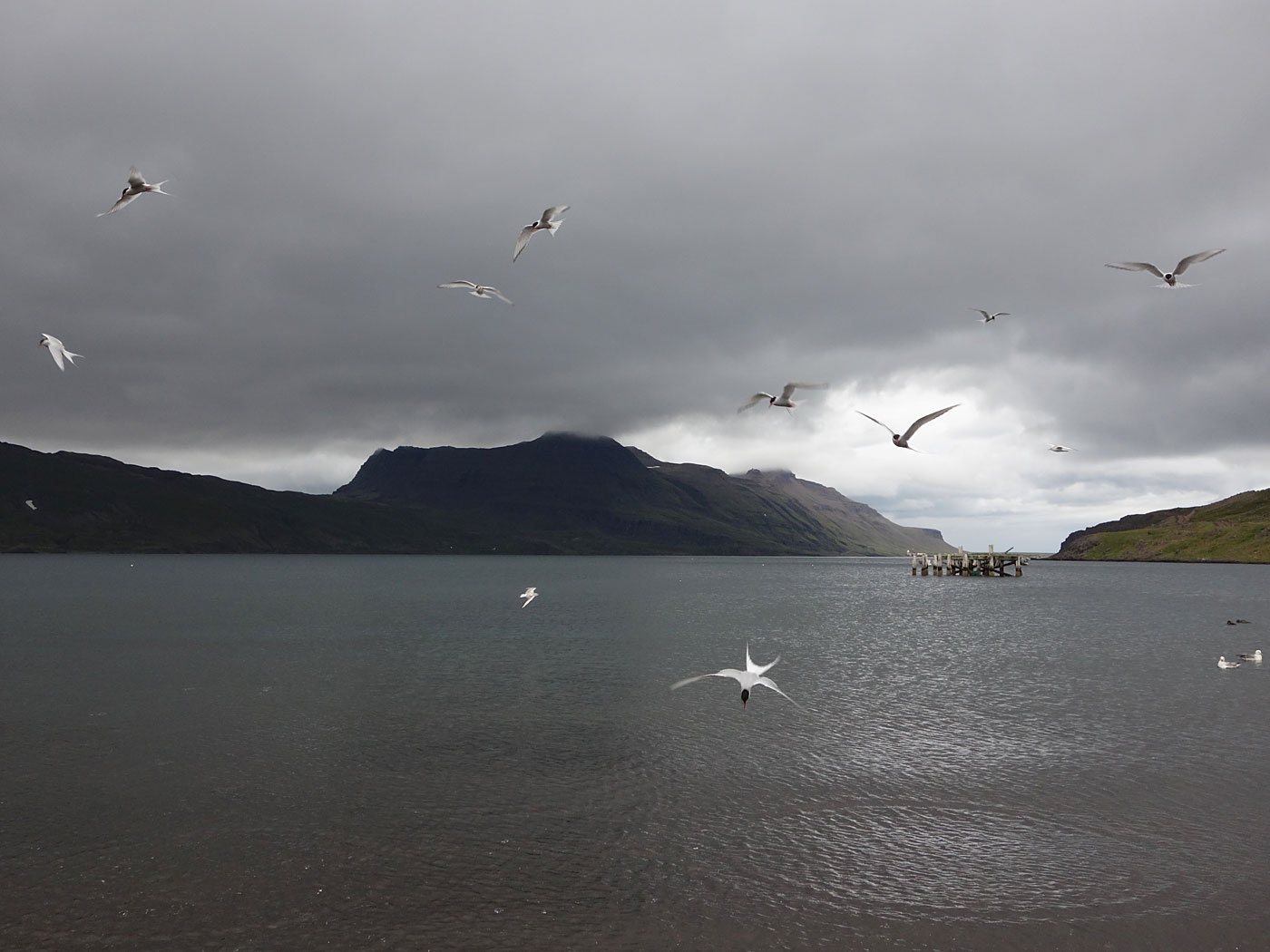 Djúpavík. Kría (Küstenseeschwalbe). - IX. (13. und 14.08.2013)