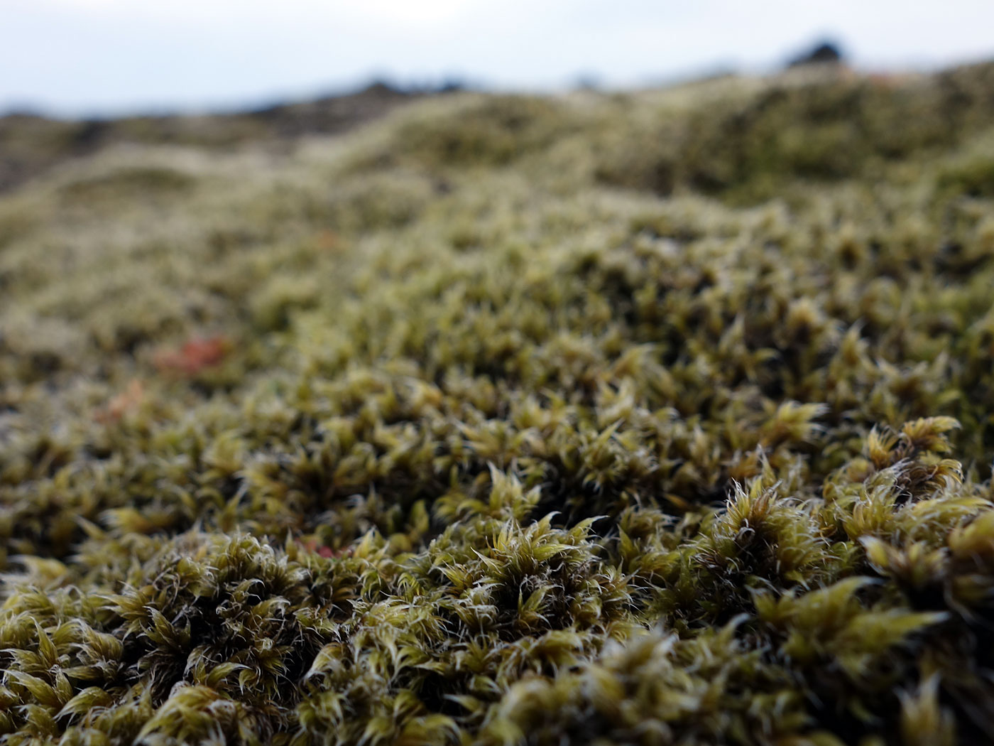 Kleifarvatn. Wieder einmal hier ... - Kleifarvatn. VIII. (13.09.2013)