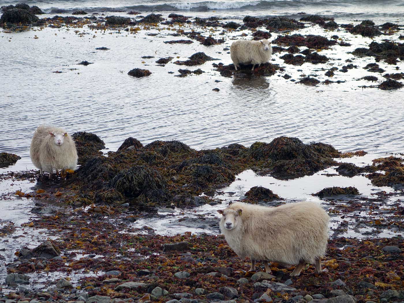 Djúpavík. Ein Tag im Norden. - Hæhæ ... (<a href='http://www.grapevine.is/Travel/ReadArticle/Home-To-The-Loneliest-Hotel-In-The-World' target='_blank' class='linksnormal'>Artikel</a> über diesen Ausflug auf Reykjavík Grapevine). (05.10.2013)