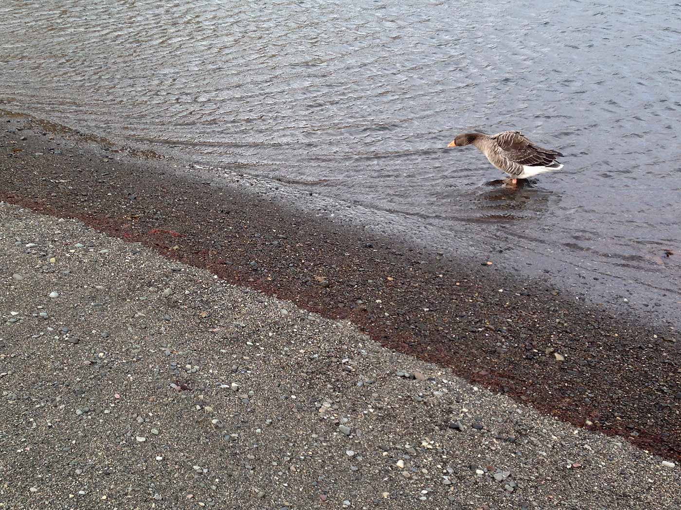 Djúpavík. Und Trékyllisvík. II. - Trékyllisvík, auch die Heimat dieser Gans. I. (12.10.2013)