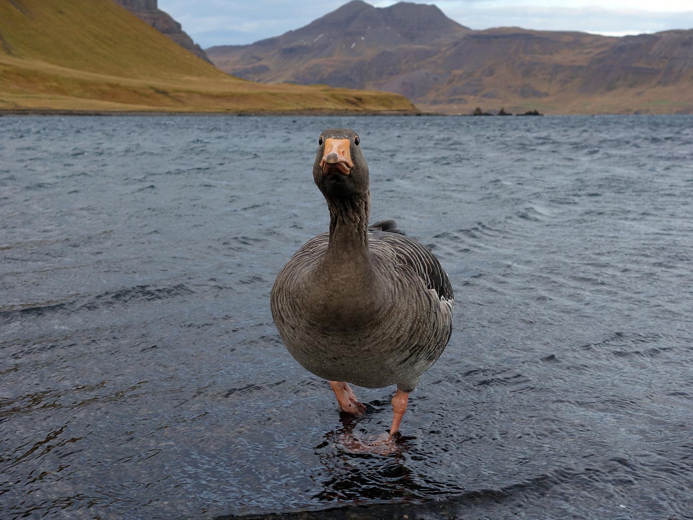 Djúpavík. And Trékyllisvík. II. - Trékyllisvík, The goose. II. (12 October 2013)