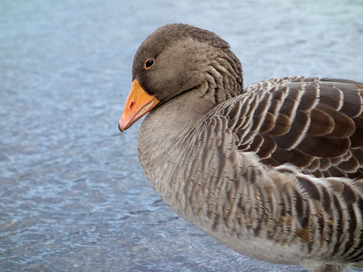 Djúpavík. And Trékyllisvík. II. - Trékyllisvík, The goose (detail). III. (12 October 2013)