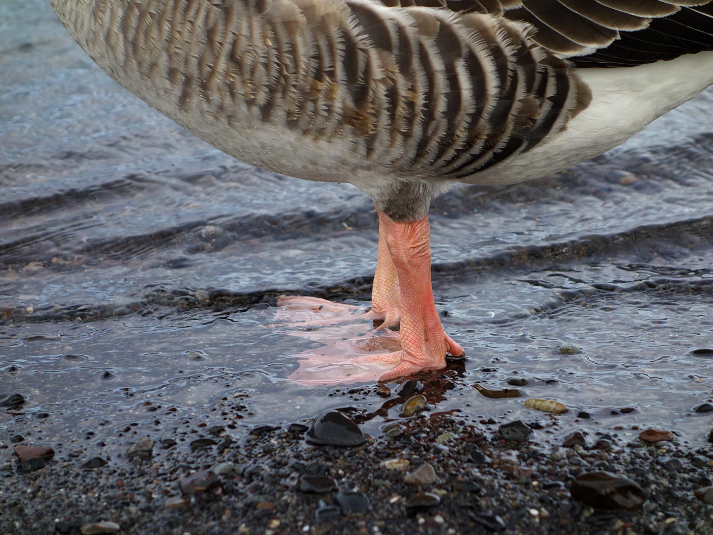 Djúpavík. Und Trékyllisvík. II. - Trékyllisvík, Die Gans (Detail). IV. (12.10.2013)