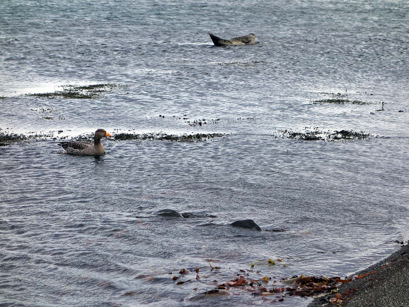 Djúpavík. Und Trékyllisvík. II. - Trékyllisvík, ... Und Seehunde. I. (12.10.2013)