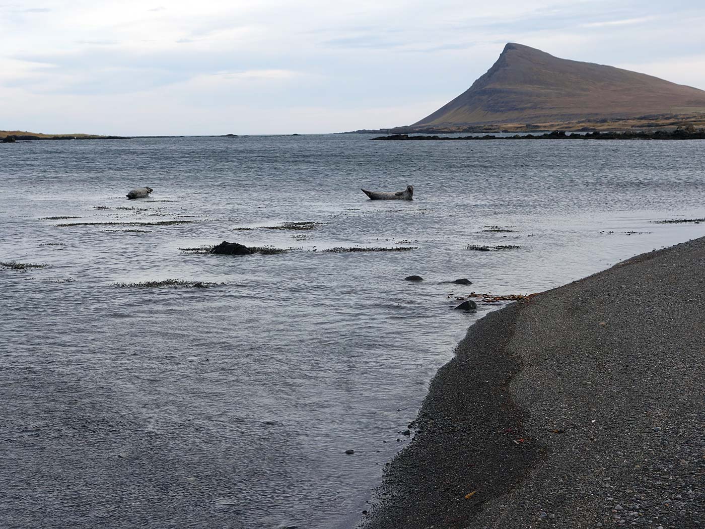 Djúpavík. And Trékyllisvík. II. - Trékyllisvík, ... And seals. II. (12 October 2013)