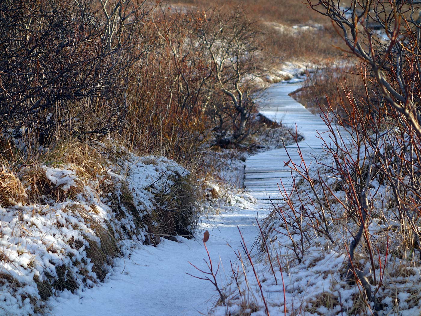 Skaftafell. A (wonderful) hike to Svartifoss waterfall. - . (16 November 2013)