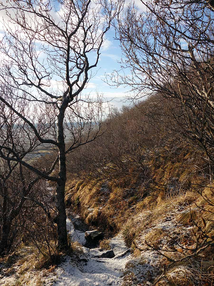 Skaftafell. A (wonderful) hike to Svartifoss waterfall. - A surpise to see a tree growing almost straight up! (16 November 2013)