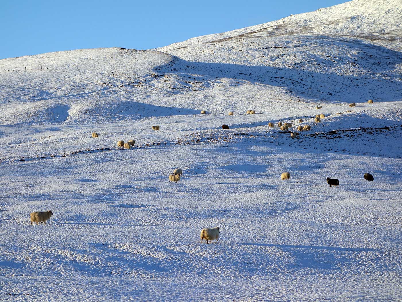 Kirkjubæjarklaustur bis (fast) Vík. - Eisige Welten ... XII. (17.11.2013)